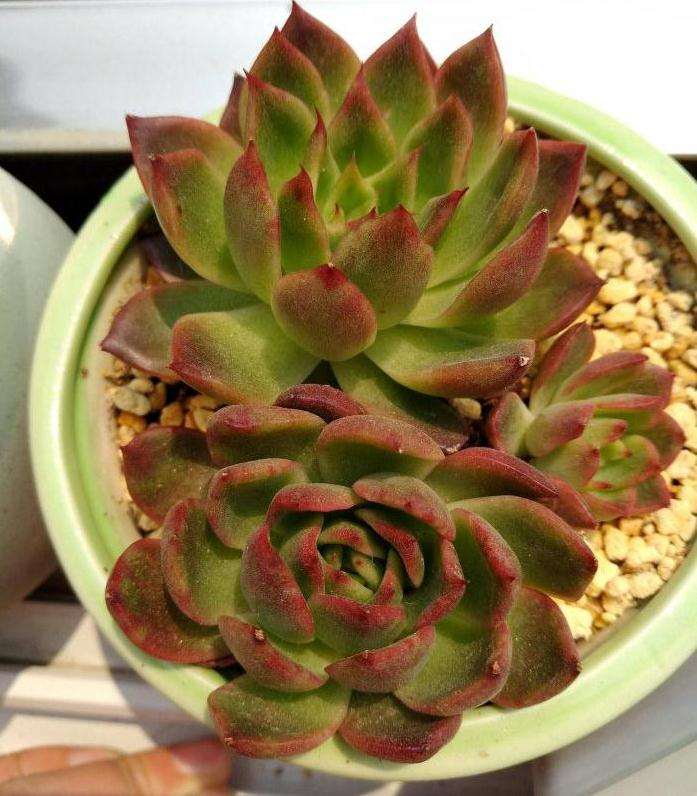 夏天怎么在阳台养 多肉的方法 图片