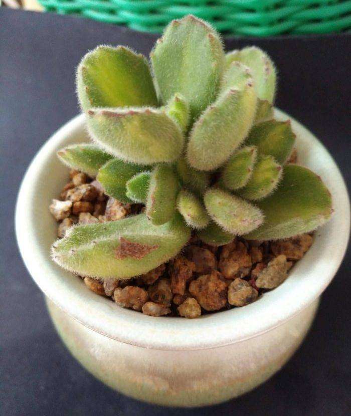 夏天怎么在阳台养 多肉的方法 图片