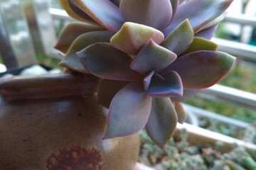 夏天怎么在阳台养多肉的方法 图片