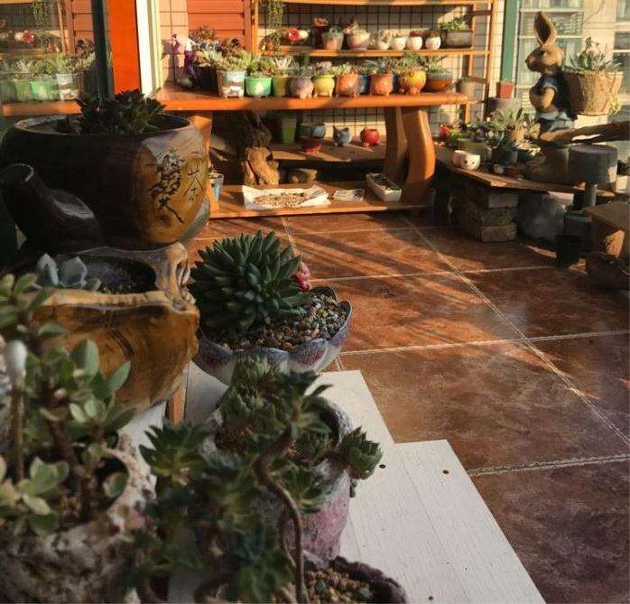 重庆阳台养多肉