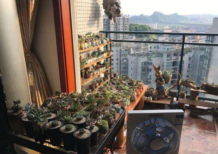 重庆阳台养多肉