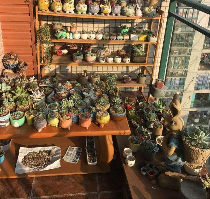 重庆阳台养多肉