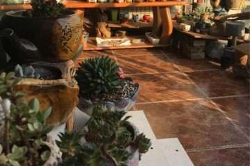 重庆阳台养多肉植物的经验总结