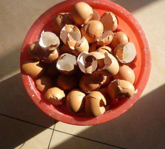 多肉花盆里放碎蛋壳