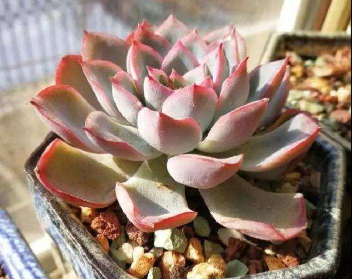 多肉花盆里放碎蛋壳