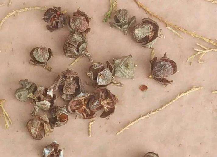 多肉花盆里放种子核