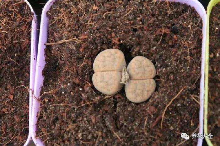 生石花多物度夏用什么土壤最好