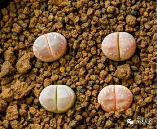 生石花多肉度夏怎么浇水