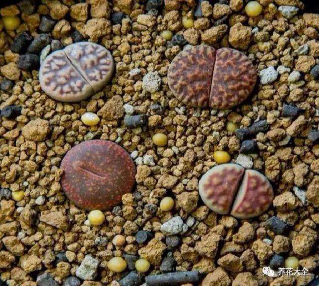 生石花多肉度夏怎么浇水