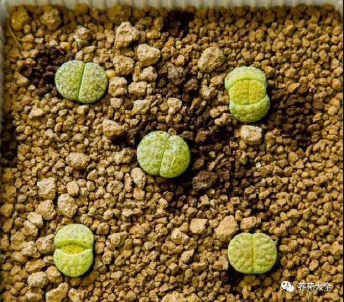 生石花多肉度夏怎么浇水