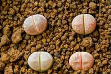 生石花多肉度夏怎么浇水最好 图片