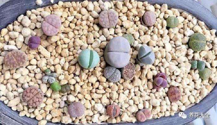 生石花多肉度夏怎么光照