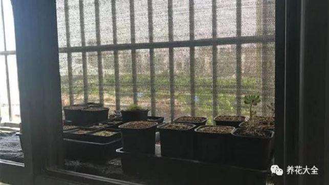 生石花多肉度夏怎么光照