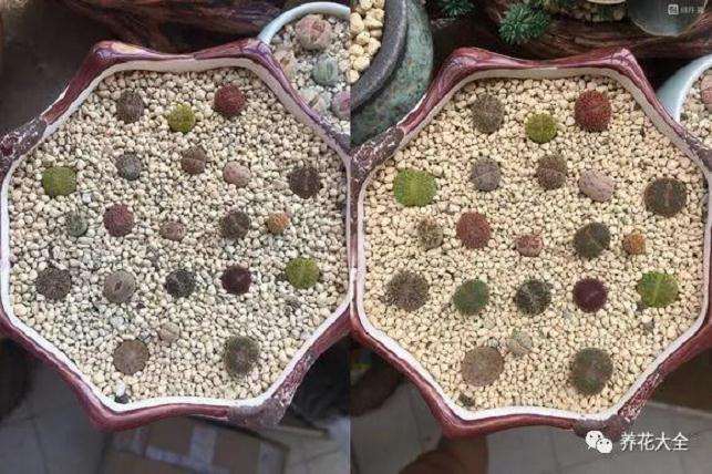 生石花多肉度夏怎么光照