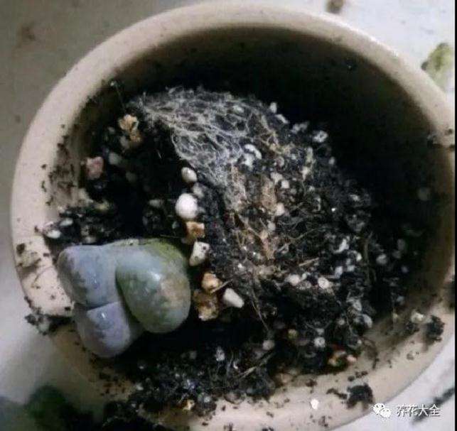 生石花多肉度夏怎么病虫害防治的方法