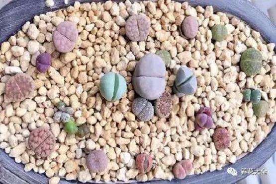 生石花多肉度夏怎么病虫害防治的方法