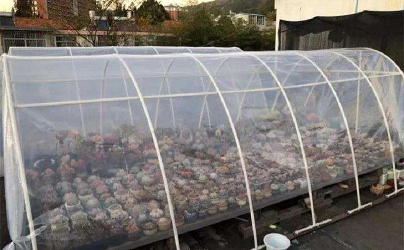 多肉植物怎么防冻