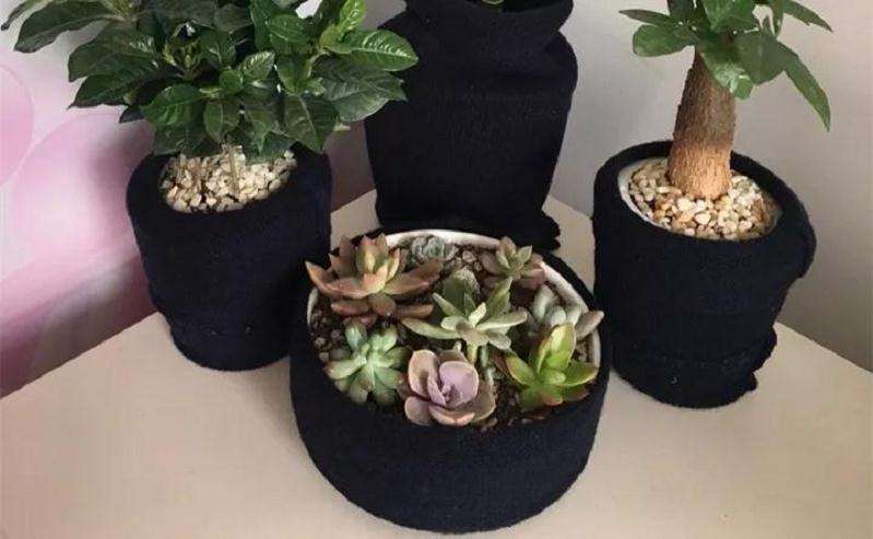 多肉植物怎么防冻