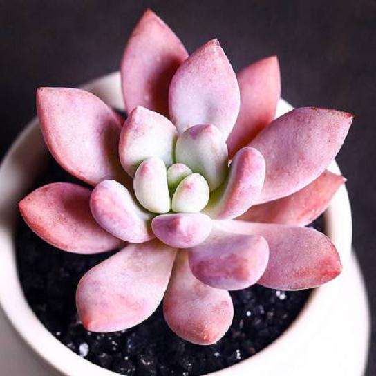 多肉植物怎么防冻