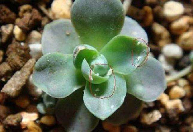 怎么用白酒除多肉介壳虫的方法