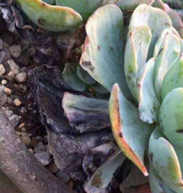 怎么用白酒除多肉介壳虫的方法