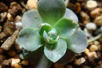 怎么用白酒除多肉介壳虫的方法