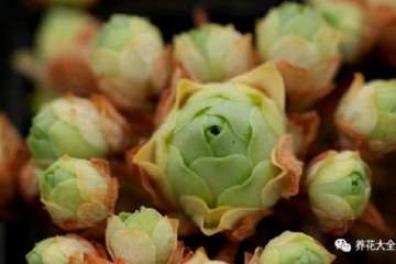 为什么冰水能使多肉长得鲜艳饱满