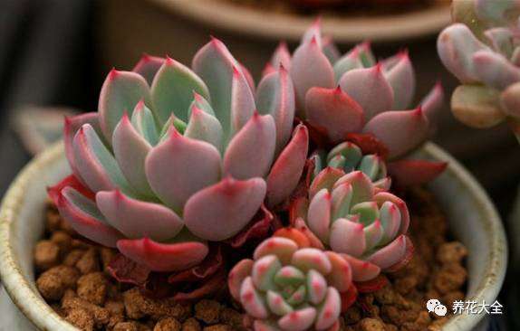 多肉土壤怎么放胡萝卜水的方法