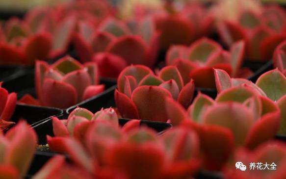 多肉土壤怎么放胡萝卜水的方法