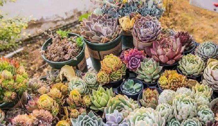 多肉植物怎么露养的方法