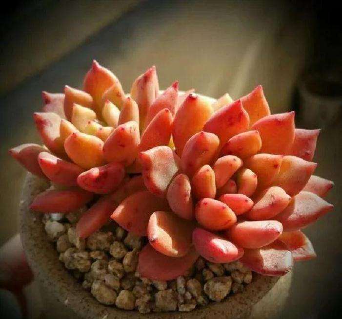 多肉植物怎么露养的方法