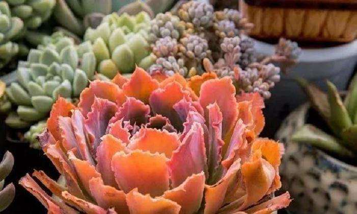 多肉植物怎么露养的方法