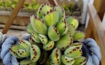 多肉为何要砍头 可以预防黑腐病