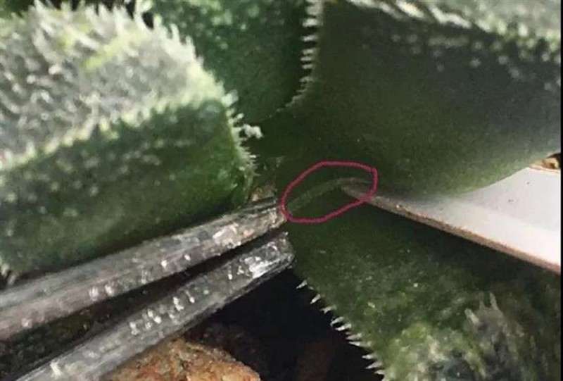 玉露多肉只能医不过钓鱼线砍头的方法