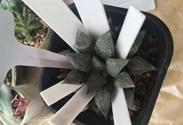 玉露多肉只能医不过钓鱼线砍头的方法