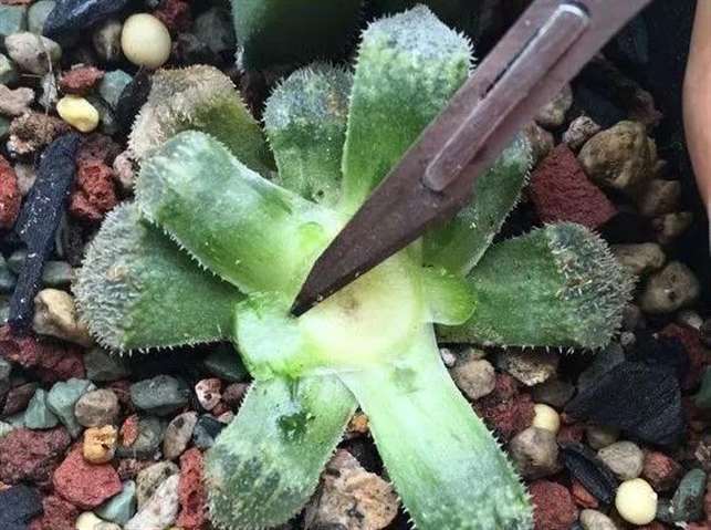 玉露多肉只能医不过钓鱼线砍头的方法