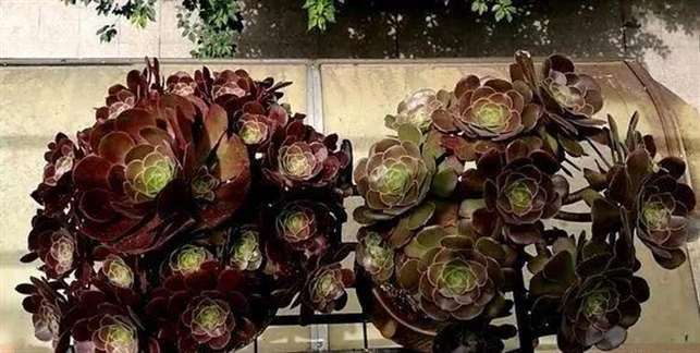 多肉徒长怎么砍头的5个步骤 图片