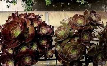 多肉徒长怎么砍头的5个步骤 图片