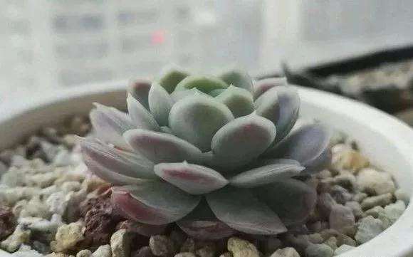 多肉群生怎么砍头