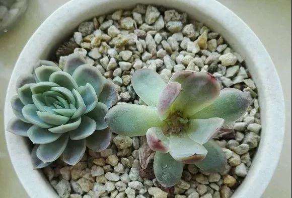 多肉群生怎么砍头