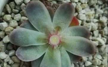 多肉群生怎么砍头的3个步骤 图片