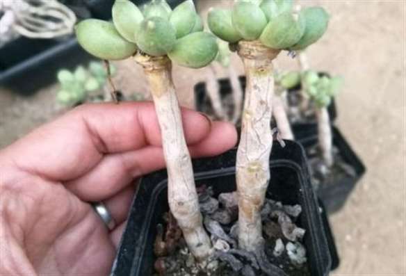 多肉容易变老桩