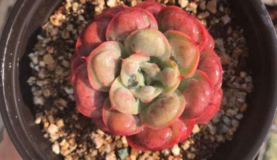 多肉容易变老桩