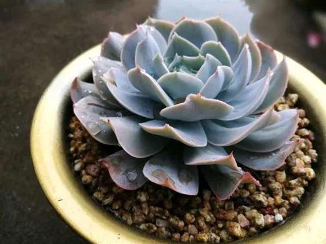 多肉容易变老桩