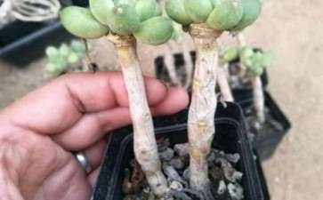 为什么换个大盆 多肉容易变老桩