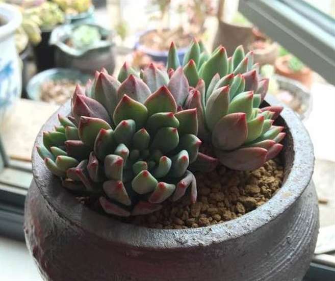 露养能让多肉适应能力更强