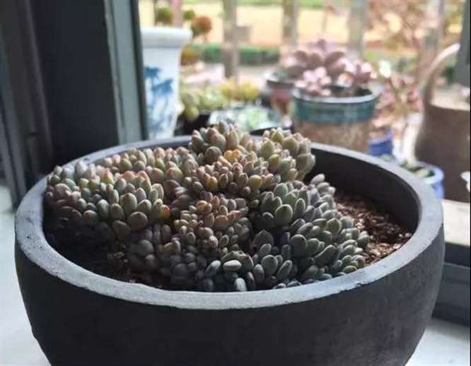 露养能让多肉适应能力更强