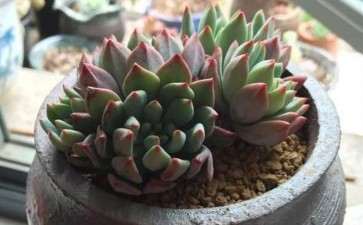 为什么露养能让多肉适应能力更强