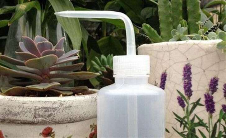 怎么控水能加速形成多肉老桩