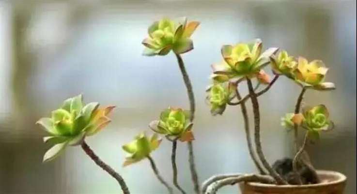 怎么控水能加速形成多肉老桩